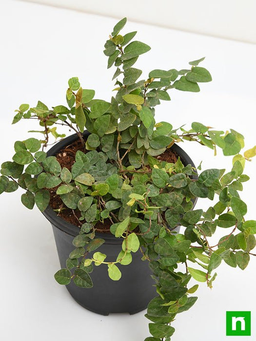 creeping fig plant - plant