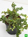 creeping fig plant - plant