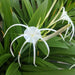 crinum lily - plant