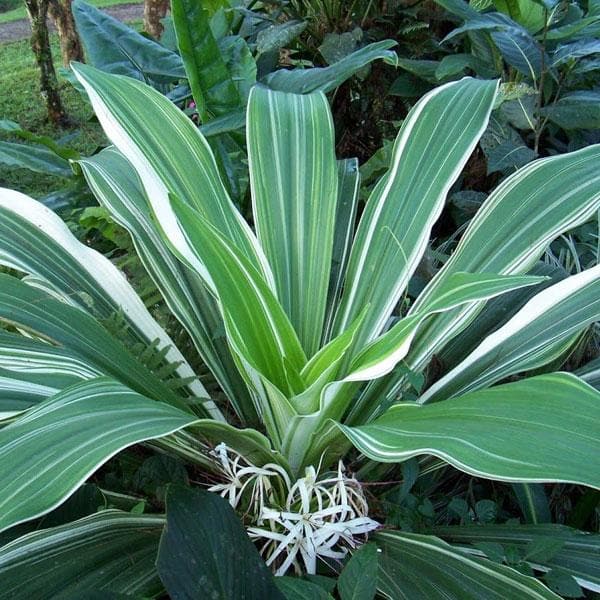 crinum lily variegated - plant