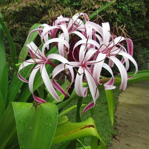 crinum procerum var - plant