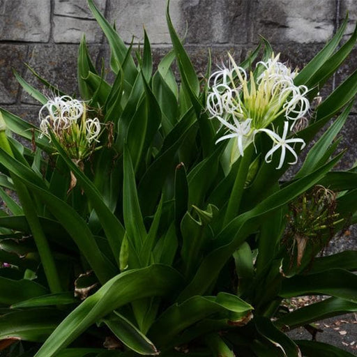 crinum rubra - plant