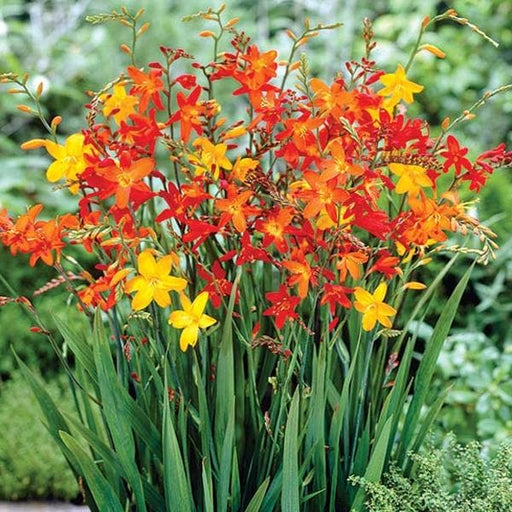 crocosmia - bulbs (set of 5)