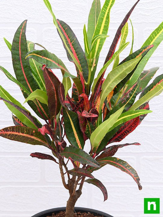 croton plant - plant