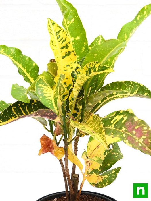 croton plant - plant