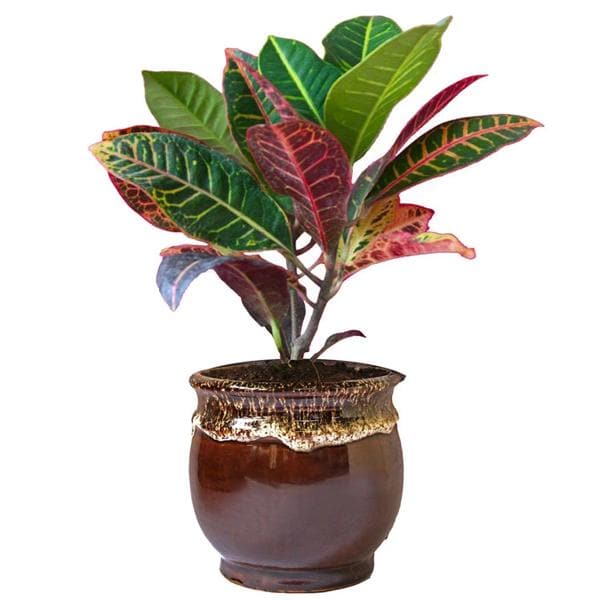 croton plant - plant