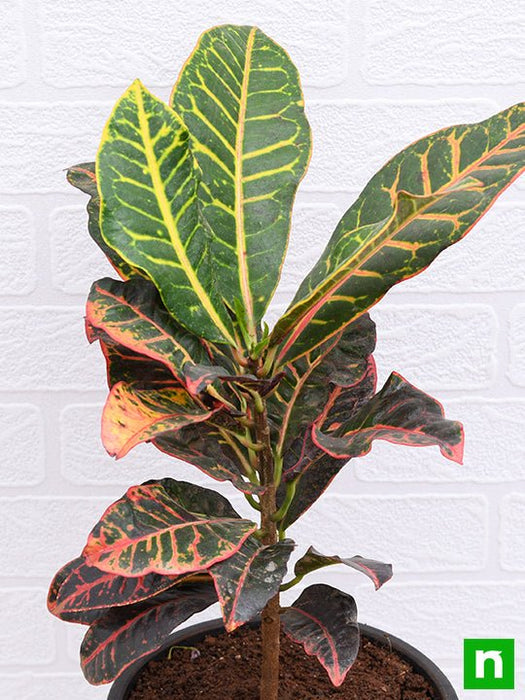 croton plant - plant