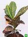 croton plant - plant