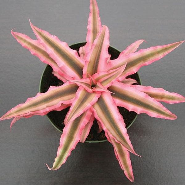 cryptanthus bivittatus - plant