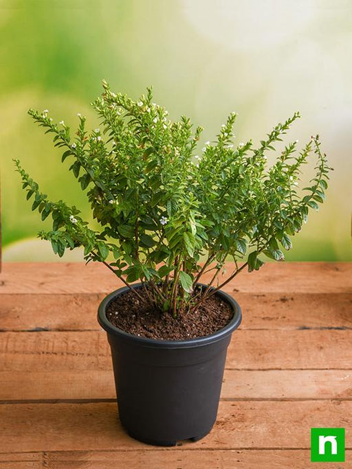 cuphea hyssopifolia (white) - plant