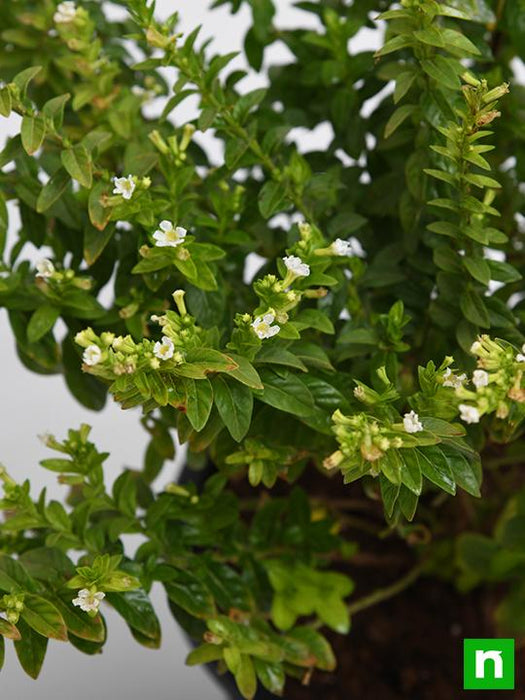 cuphea hyssopifolia (white) - plant