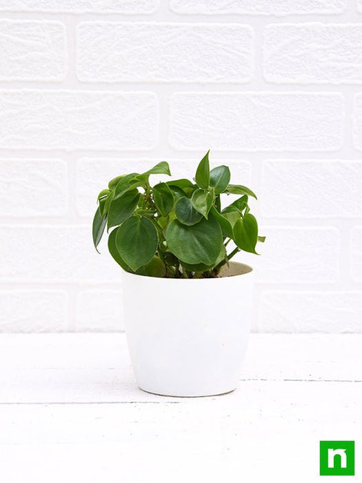 cupid peperomia - plant