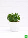 cupid peperomia - plant