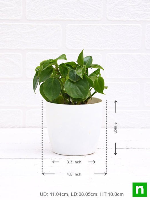 cupid peperomia - plant