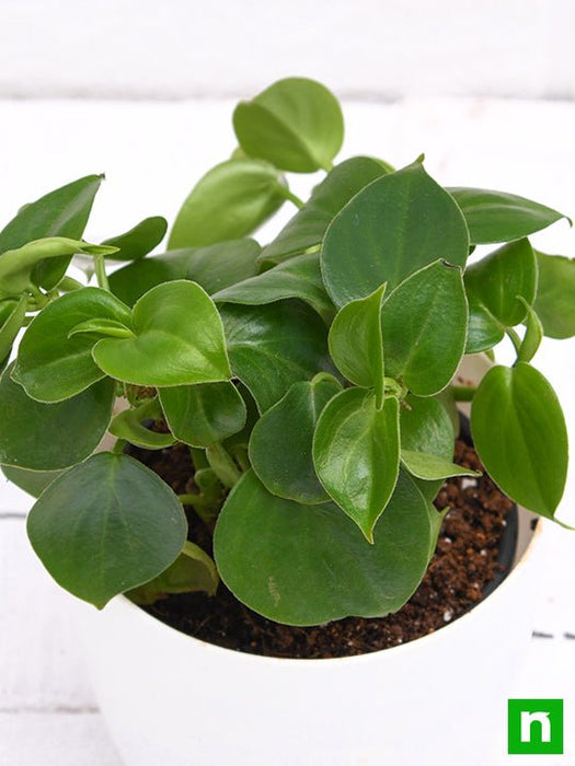 cupid peperomia - plant