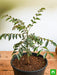 curry leaves - plant