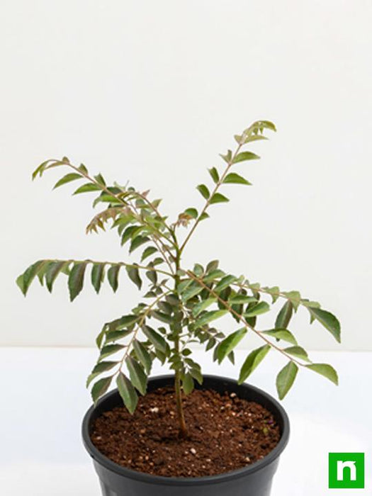 curry leaves - plant