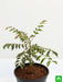 curry leaves - plant