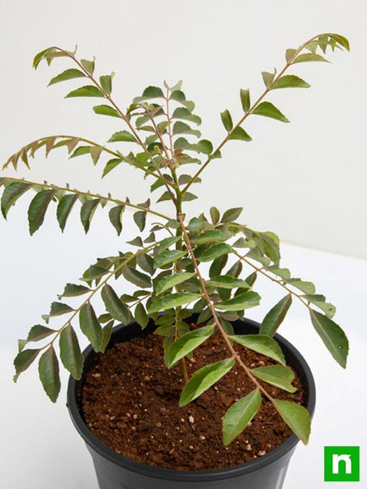 curry leaves - plant