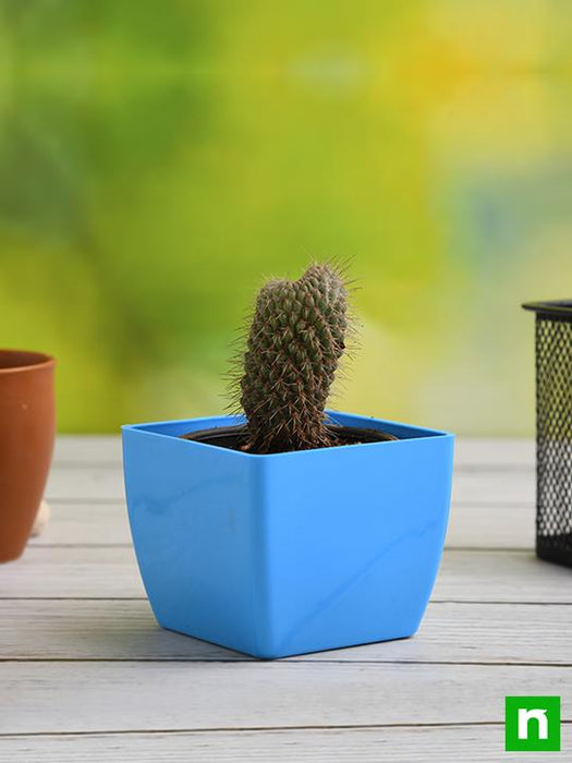 cylindropuntia fulgida - plant