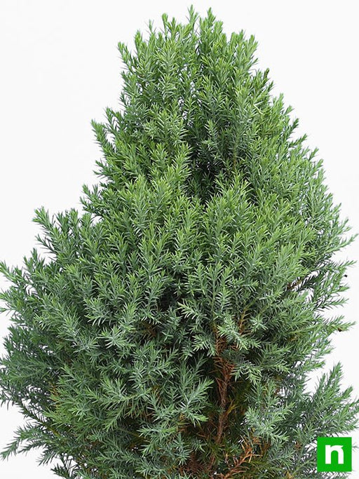 cypress green - plant