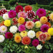 dahlia (mix color) - bulbs (set of 10)