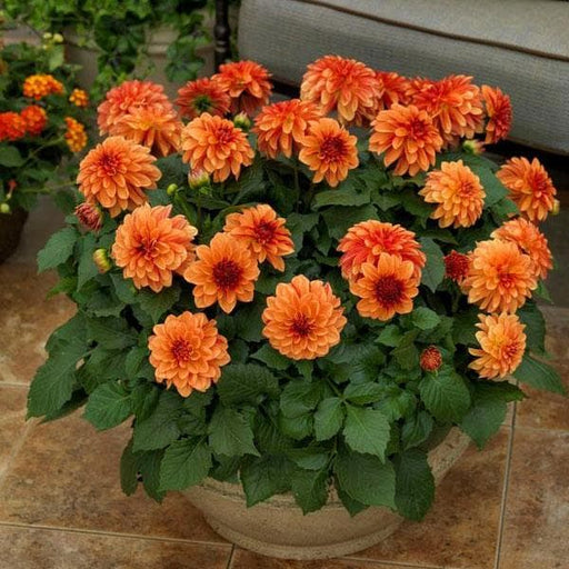 dahlia (orange) - plant