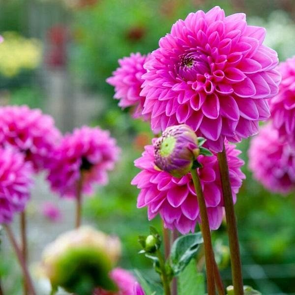 dahlia (pink) - plant