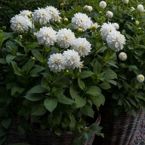 dahlia (white) - plant