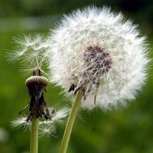 dandelion - plant