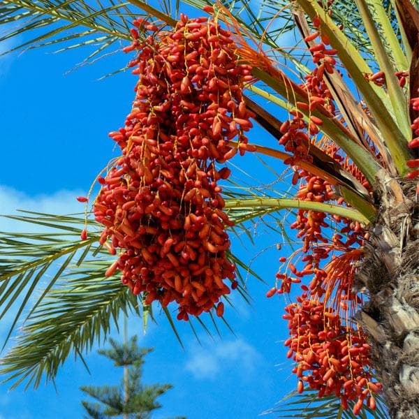 date palm - plant