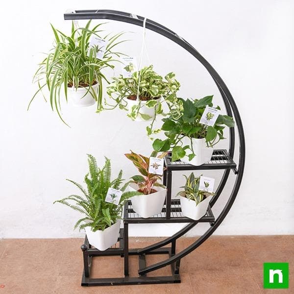 decorate indirect light receiving space with foliage plants on metal arc stand 