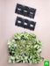 decorate indoor space with green vertical garden at home 