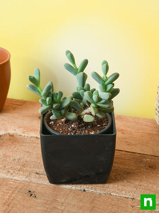 delosperma lehmannii - plant