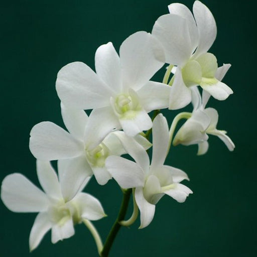 orchid plant - plant