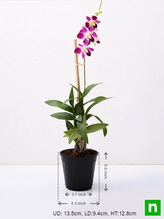 dendrobium orchid - plant