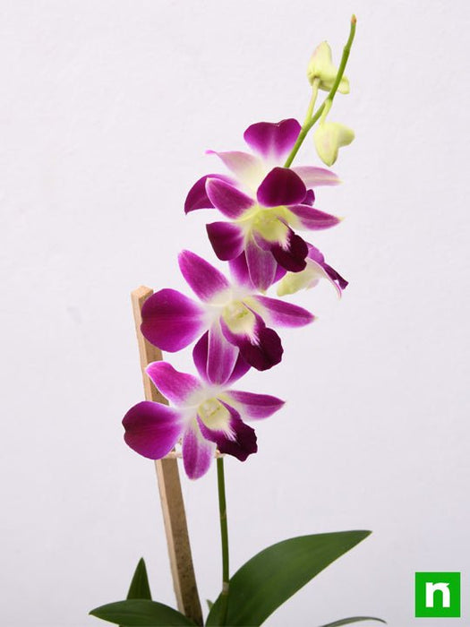 dendrobium orchid - plant