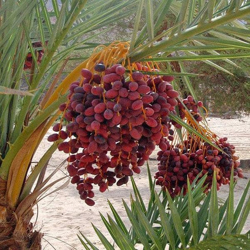 desert date - plant