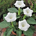 datura - plant