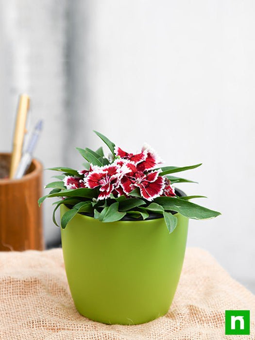 dianthus (pink white) - plant