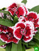 dianthus (pink white) - plant