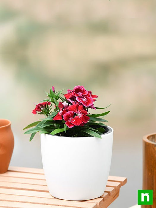 dianthus (red) - plant