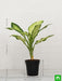 dieffenbachia amoena tropic snow - plant