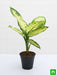 dieffenbachia amoena tropic snow - plant