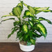 dieffenbachia compacta - plant