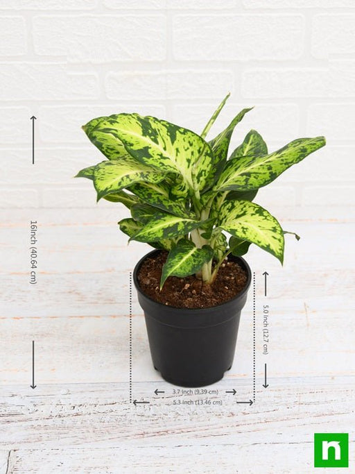 dieffenbachia mary - plant