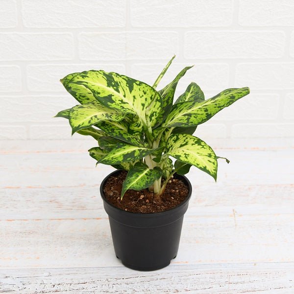 dieffenbachia mary - plant