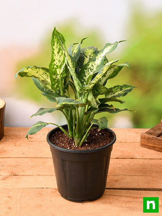 dieffenbachia sparkles - plant