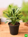 dieffenbachia sparkles - plant