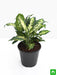 dieffenbachia sparkles - plant